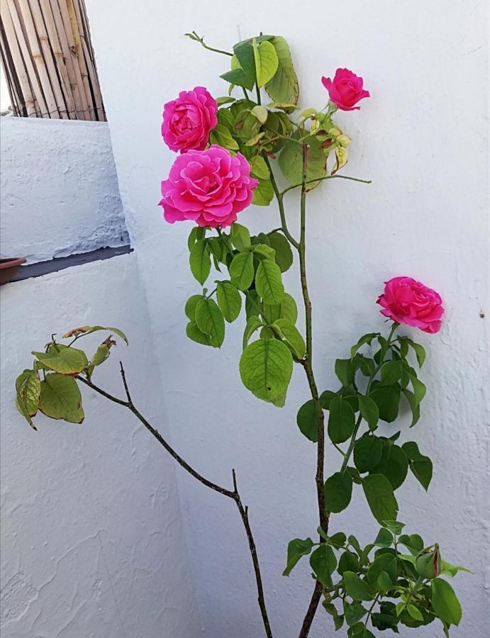 Apartamento Medina Baguh Priego de Córdoba Exterior foto